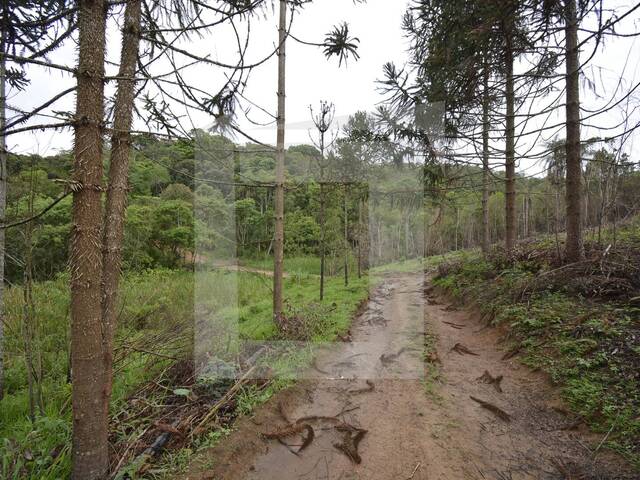 Terreno para Venda em Juquitiba - 5