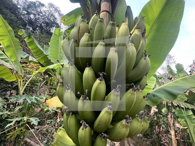 Sítio para Venda em Juquitiba - 5